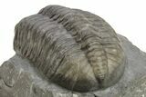 Austerops Trilobite - Jorf, Morocco #269002-4